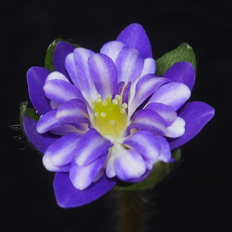 Hepatica japonica Akina JP