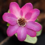 Hepatica japonica Amano