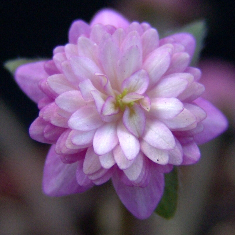 Hepatica 7 Hepatica japonica Amenouzume JP