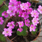 Hepatica japonica Anki suru JP