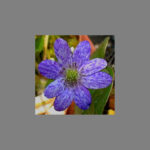 Hepatica japonica Ao-Tenbana 1 Hepatica japonica Ao-Tenbana