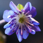 Hepatica japonica Aoi yume JP 1 Hepatica japonica Aoi yume JP