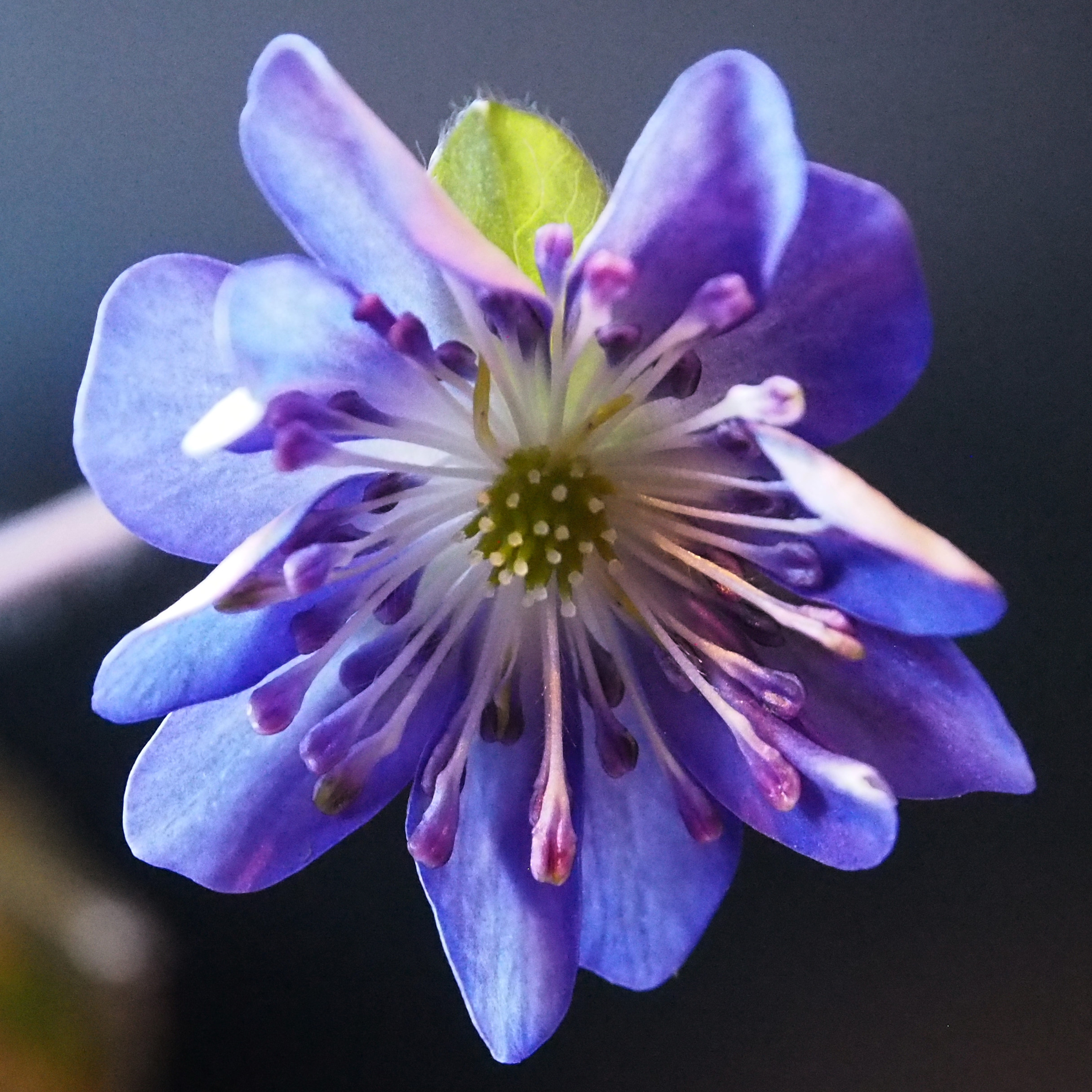 Hepatica japonica Aoi yume JP 3 Hepatica japonica Aoi yume JP
