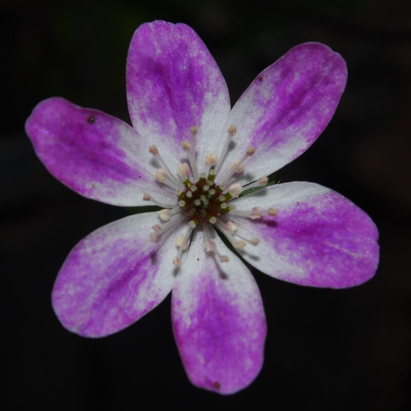 Hepatica japonica Aojiai JP