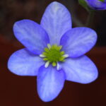 Hepatica japonica Aojiroi jōmyaku JP 2 Hepatica japonica Aojiroi jōmyaku JP
