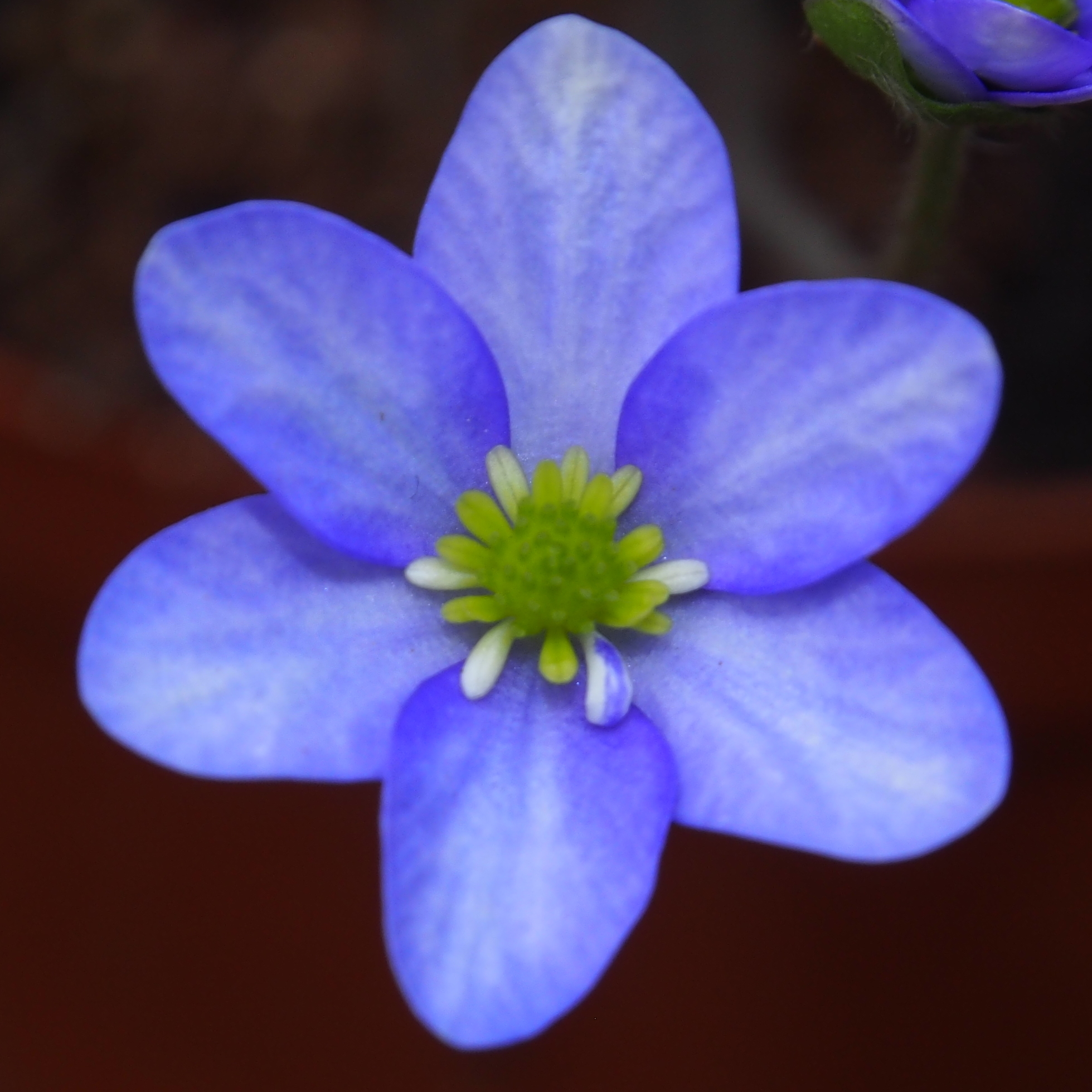 Hepatica japonica Aojiroi jōmyaku JP 3 Hepatica japonica Aojiroi jōmyaku JP