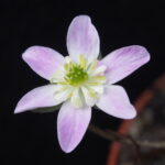 Hepatica japonica Aomori JP
