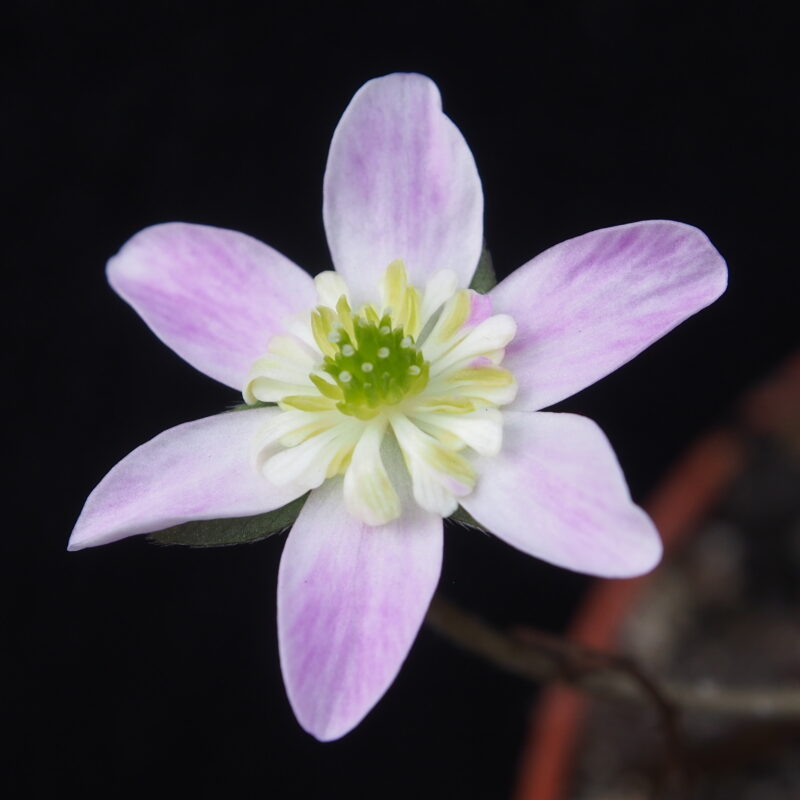 Hepatica japonica Aomori JP