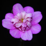 Hepatica japonica Arahitogami JP