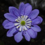 Hepatica japonica Araumi JP 2 Hepatica japonica Araumi JP