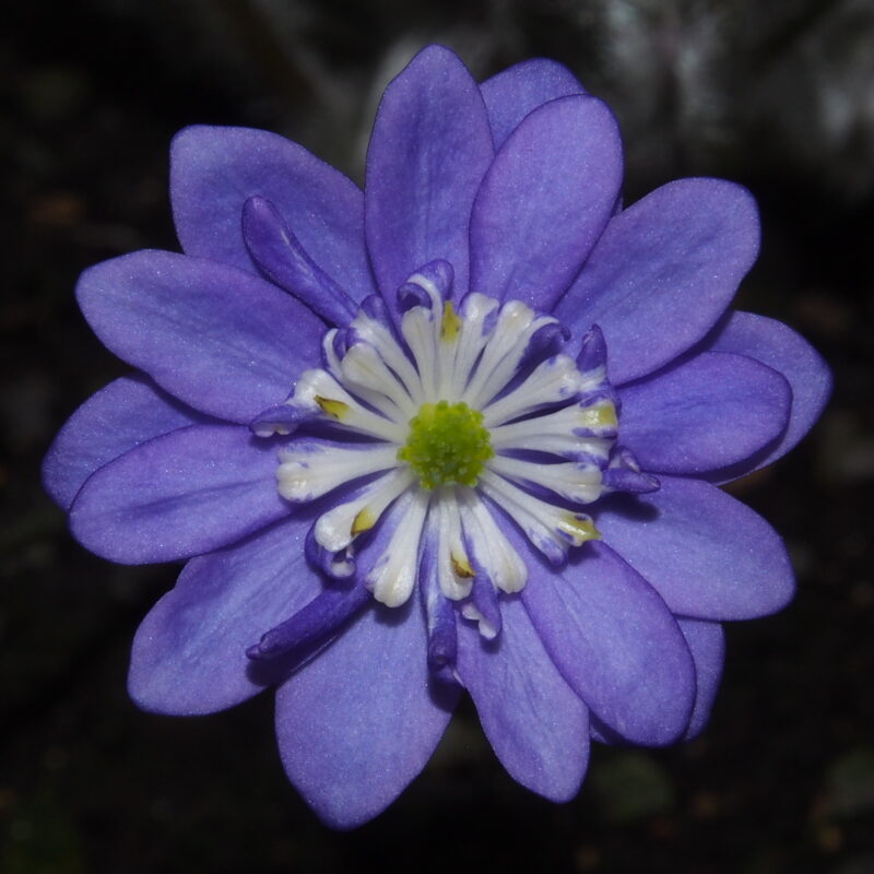 Hepatica japonica Araumi JP