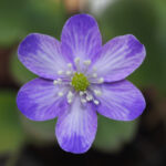 Hepatica japonica Asaamoya taipu JP