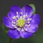 Hepatica japonica Assamoy Kurai JP
