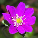 Hepatica japonica Atsugi JP