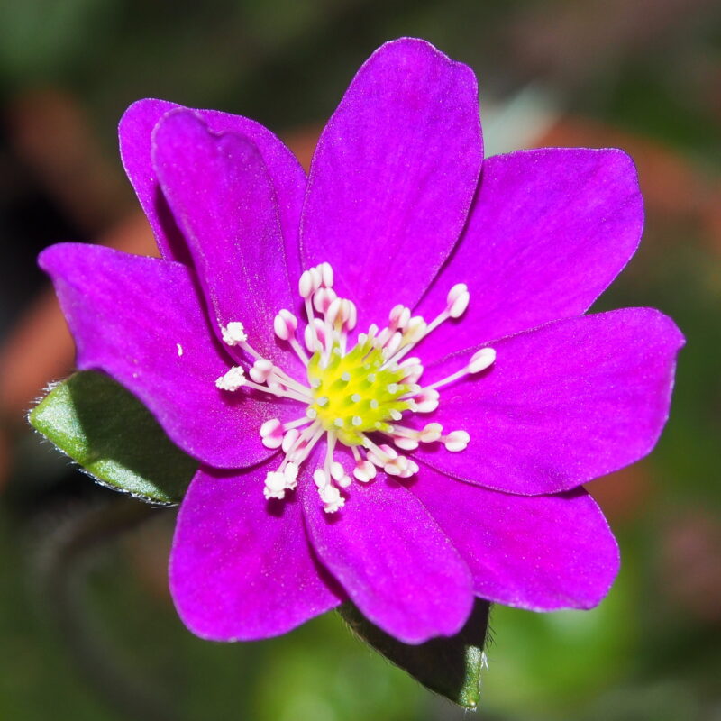 Hepatica japonica Atsugi JP