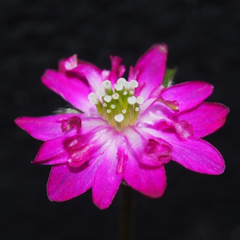 Hepatica 55 Hepatica japonica Aya JP