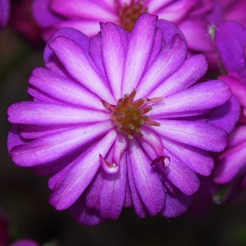 Hepatica japonica Baioretto taifū JP