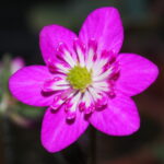 Hepatica japonica Beni Fusya