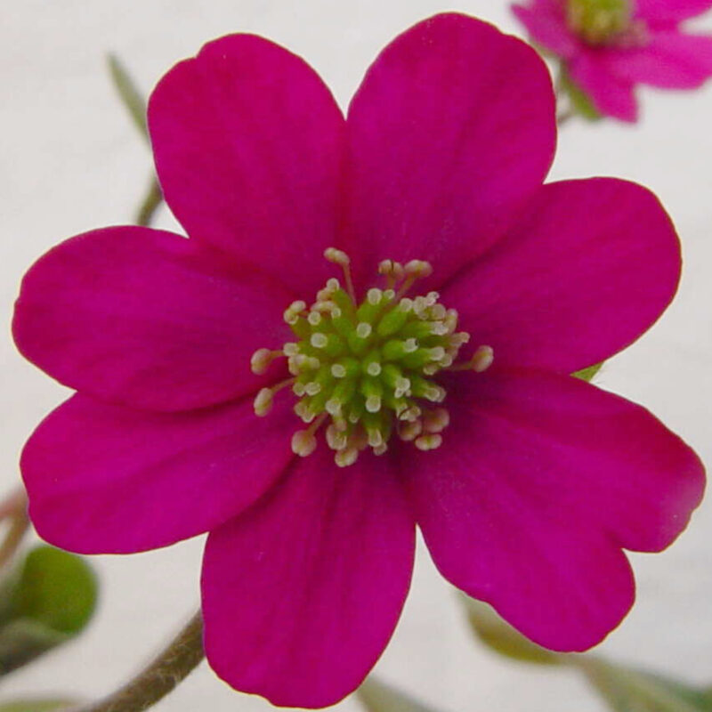 Hepatica japonica Beni suzume