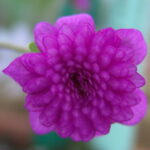 Hepatica japonica Beni taiko
