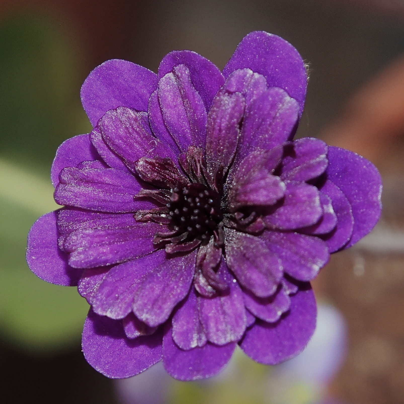 Hepatica japonica Black Pirate JP 3 Hepatica japonica Black Pirate JP