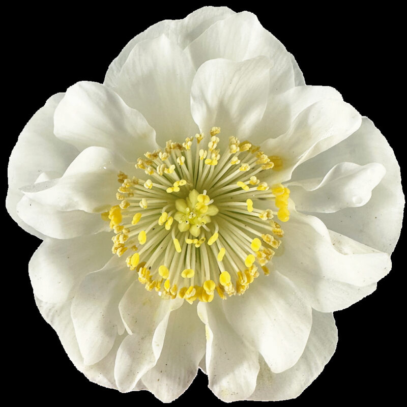 Helleborus niger Bright Star