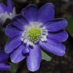 Hepatica japonica Burūrei JP