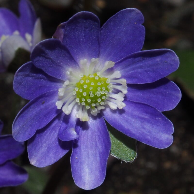 Hepatica 19 Hepatica japonica Burūrei JP