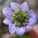 Hepatica japonica Chiba JP