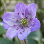 Hepatica japonica Chinatsu JP