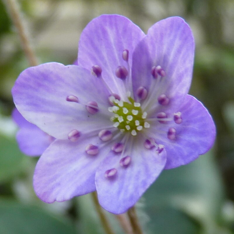 Hepatica japonica Chinatsu JP