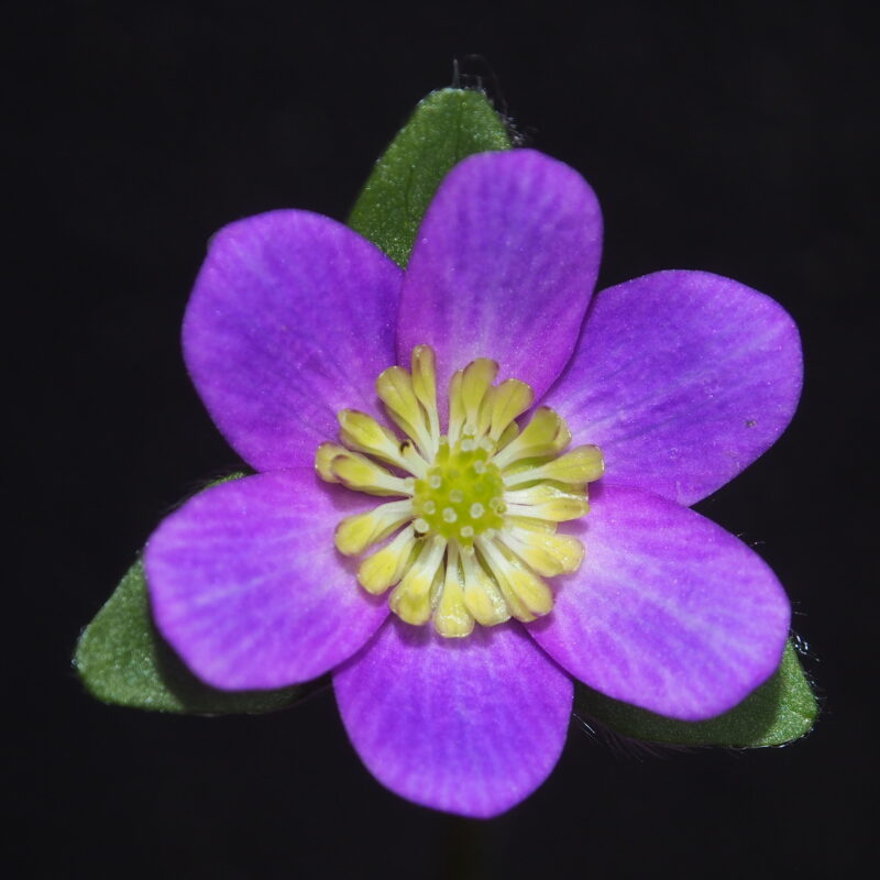 Hepatica japonica Chiyo JP