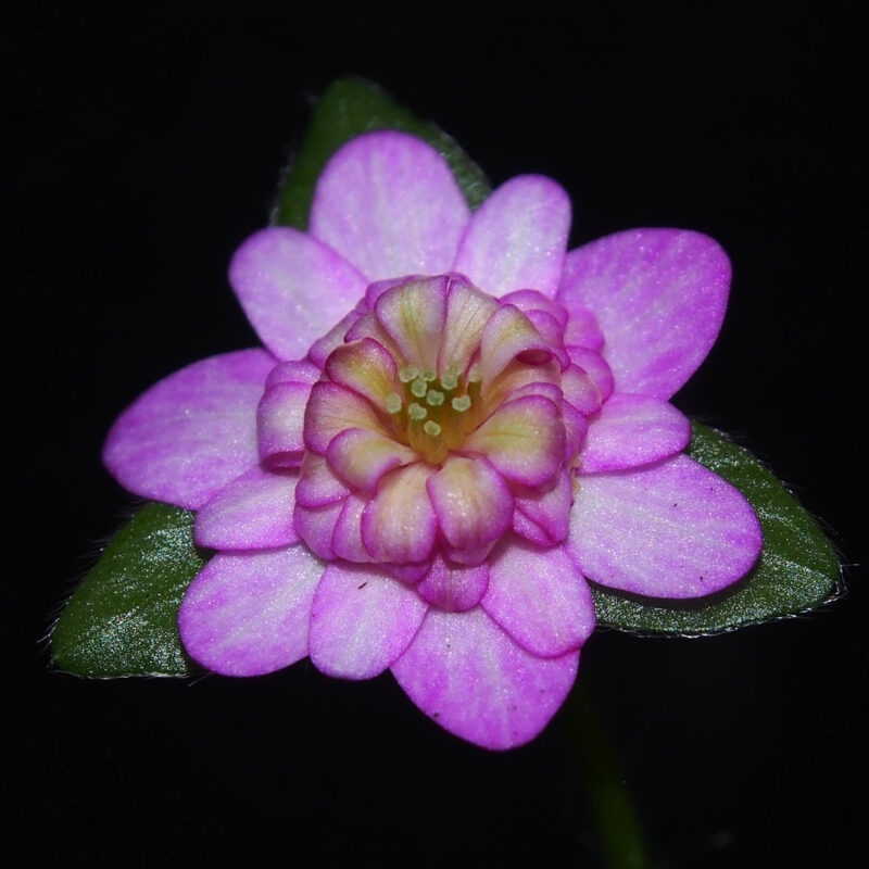 Hepatica japonica Cho JP