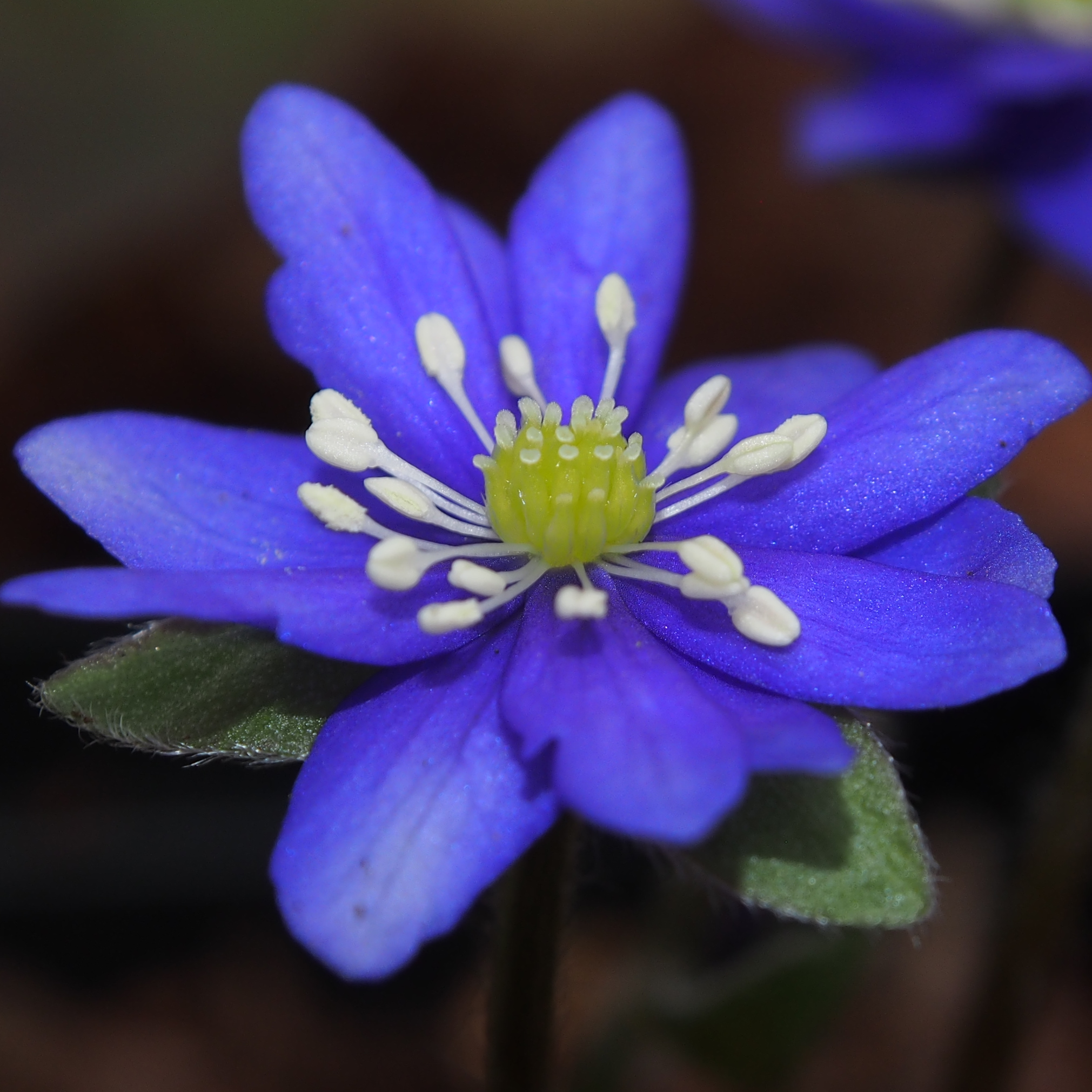 Hepatica japonica Chöfu JP 3 Hepatica japonica Chöfu JP