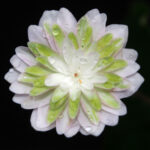 Hepatica japonica Chouchiku bai 2 Hepatica japonica Chouchiku bai