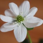 Hepatica japonica Chrysanthemum Leaf 1 Hepatica japonica Chrysanthemum Leaf