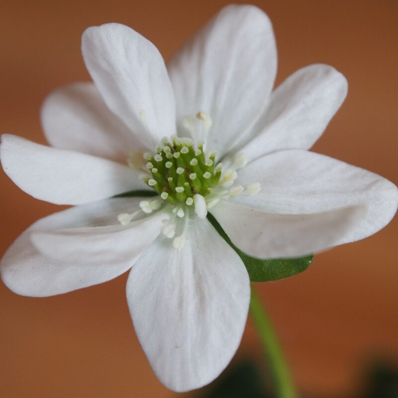 Hepatica japonica Chrysanthemum Leaf