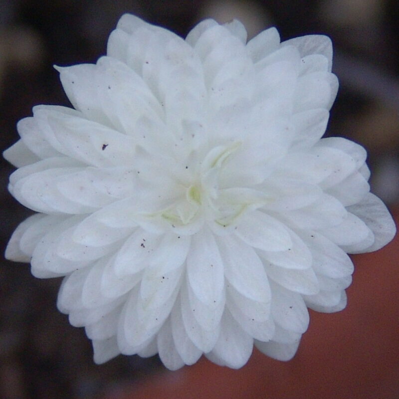 Hepatica japonica Weißer Traum