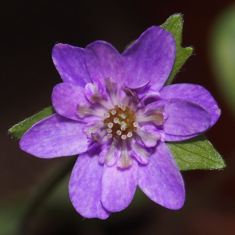 Hepatica japonica Dai JP (marmorata)
