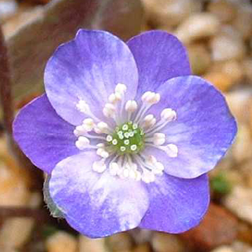 Hepatica japonica Dai Sharin