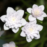 Hepatica japonica Dai hakuhoh 2 Dai hakuhoh