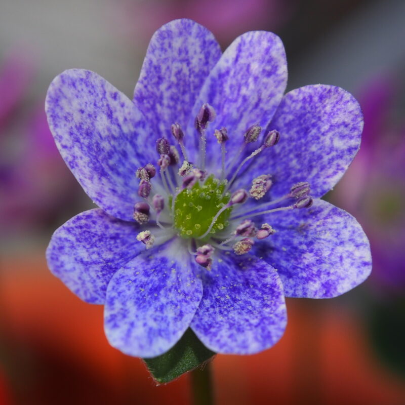 Hepatica 21 Hepatica japonica Dösojin JP