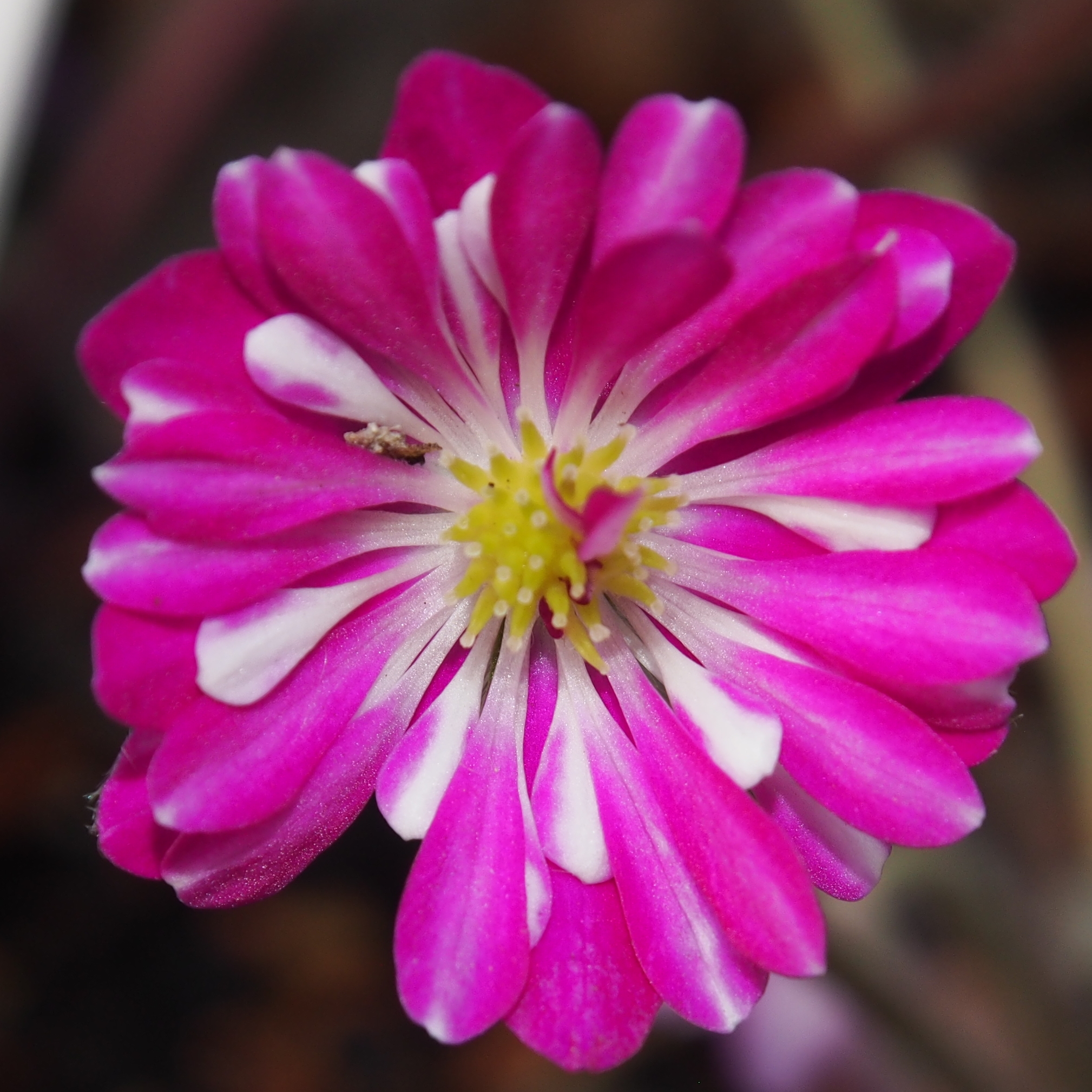 Hepatica japonica Ebetsu JP 3 Hepatica japonica Ebetsu JP