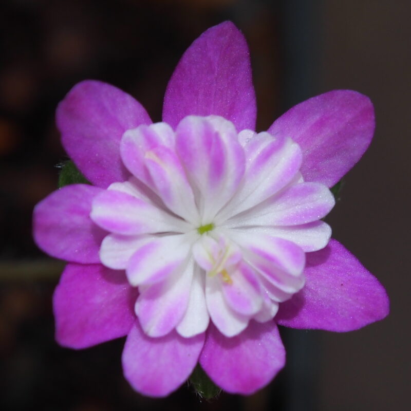 Hepatica japonica Ebisu JP