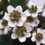 Hepatica japonica Echigo jishi