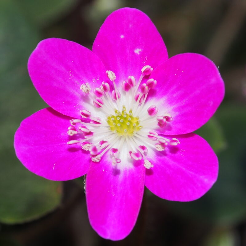 Hepatica japonica Entenka JP (GK No 8)