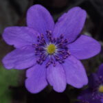 Hepatica japonica Fliederrausch JP