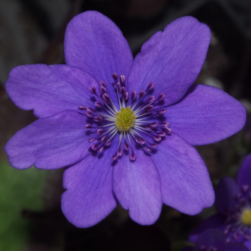 Hepatica japonica Fliederrausch JP