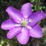 Hepatica japonica Fliederzauber JP
