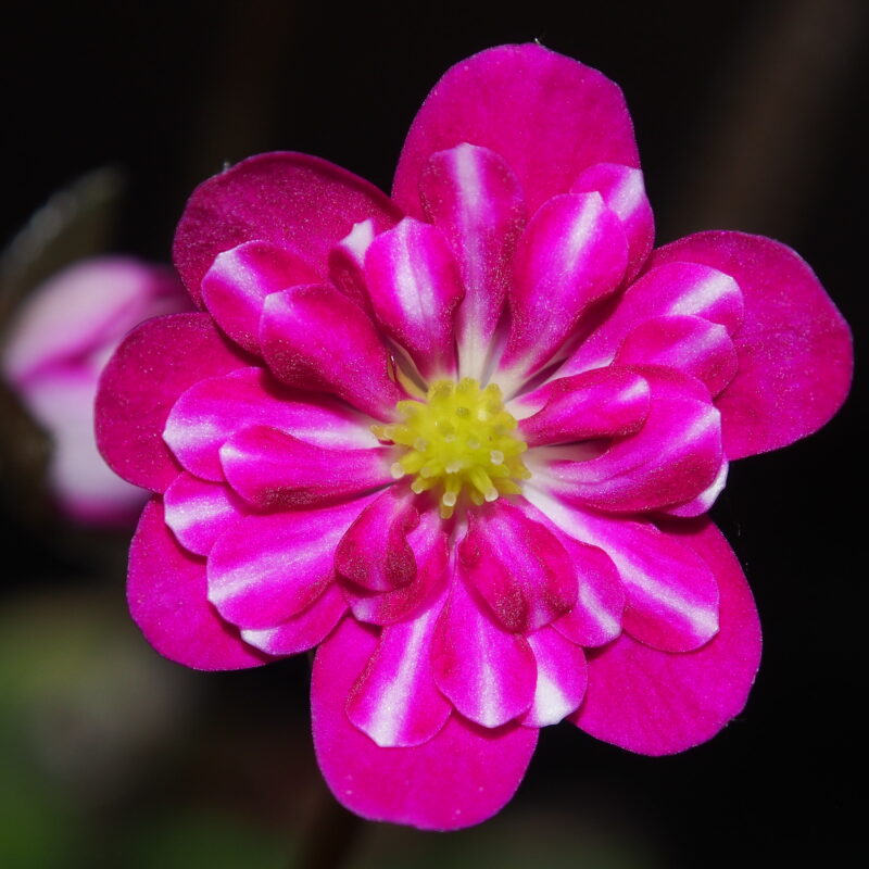 Hepatica japonica Fuchü JP